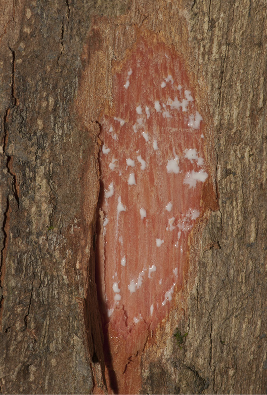 Synsepalum brevipes Slash. Synsepalum brevipes Slash.
