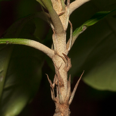 Synsepalum brevipes Petiole bases and stipules. Synsepalum brevipes Petiole bases and stipules.