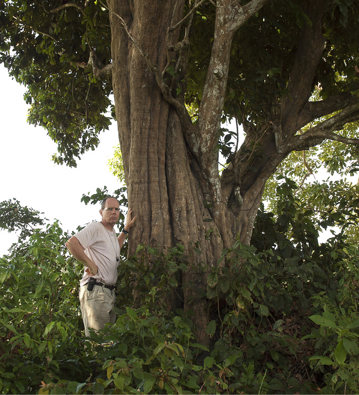 Synsepalum brevipes Fluted base of adult tree.