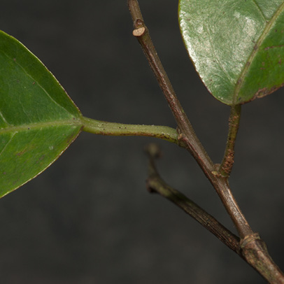 Hymenocardia ripicola Leaf bases and petioles.