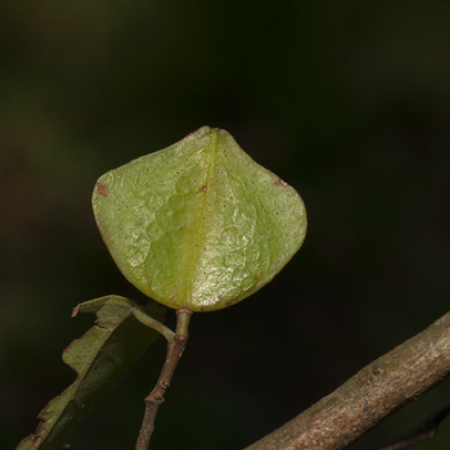 Hymenocardia ripicola Fruit.