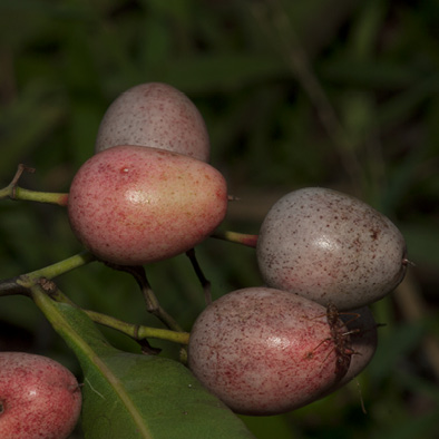 Scytopetalum pierreanum Fruit.