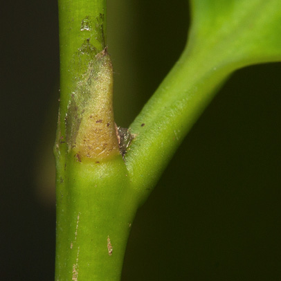 Martretia quadricornis Petiole with stipule before falling.