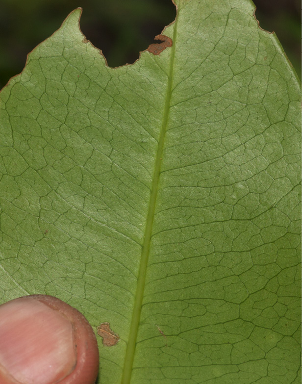 Martretia quadricornis Midrib and venation, lower surface.