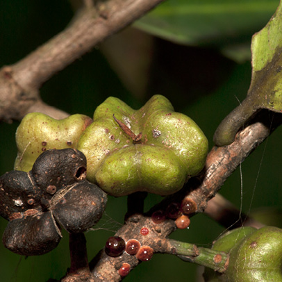 Martretia quadricornis Fruit.