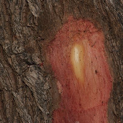 Martretia quadricornis Slash.