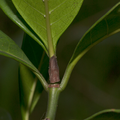 Psychotria laurentii Dried stipule.