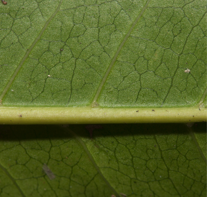 Psychotria laurentii Midrib and venation, leaf lower surface.