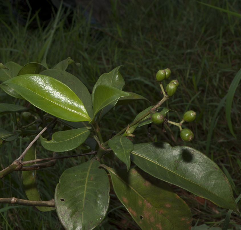 Psychotria laurentii Immature fruit.