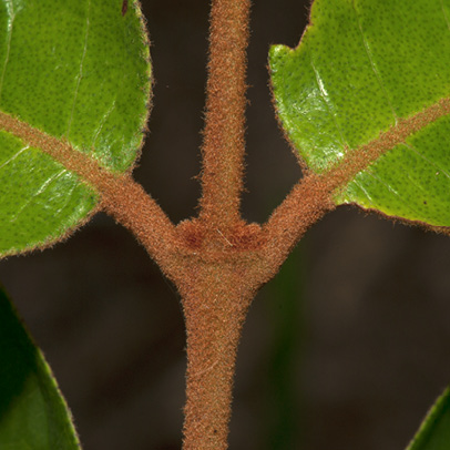 Vismia laurentii Leaf bases, upper surface.