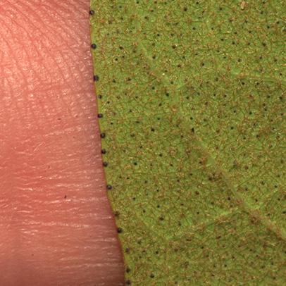 Vismia laurentii Leaf margin, lower surface.