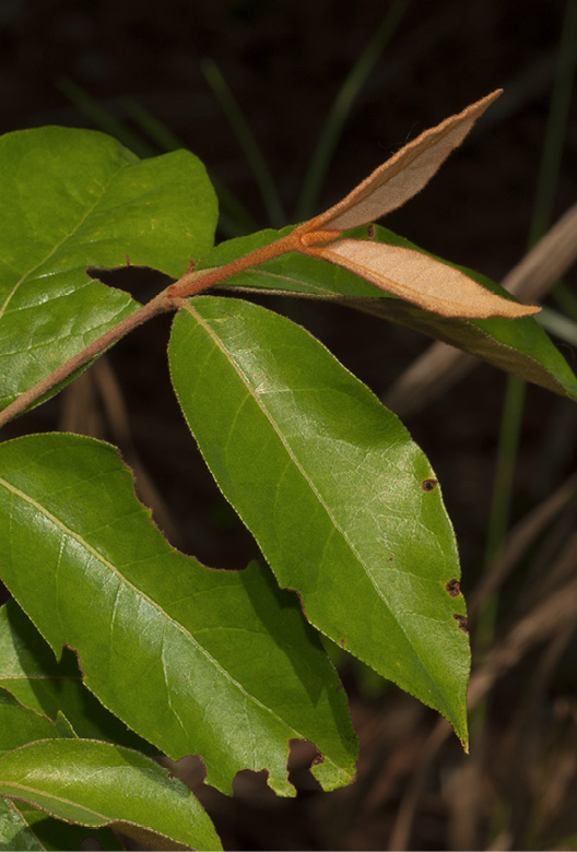 Vismia laurentii Young leaves.