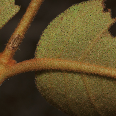 Vismia laurentii Leaf base, lower surface.