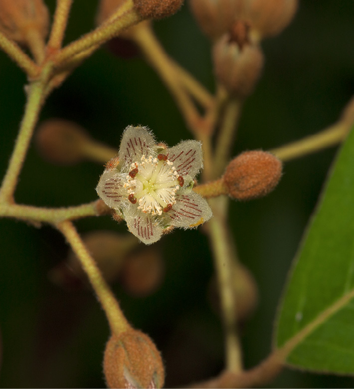 Vismia laurentii Flower.