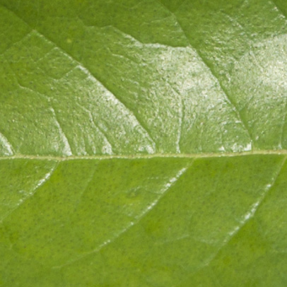 Vismia laurentii Midrib and venation, leaf upper surface.