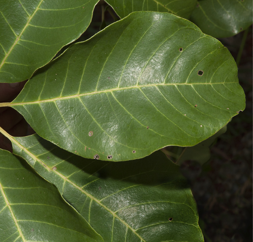 Vitex doniana Leaflet, upper surface.