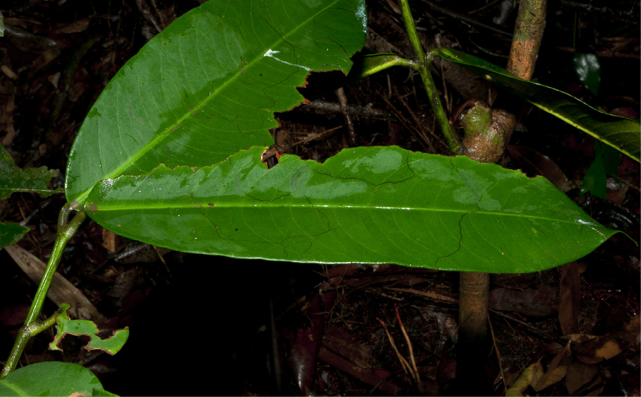 Garcinia smeathmannii Leaf, upper surface.