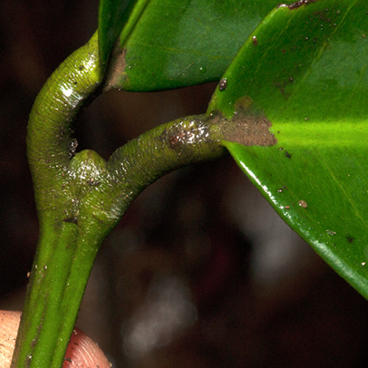 Garcinia smeathmannii Petiole bases covering terminal bud. Garcinia smeathmannii Petiole bases covering terminal bud.