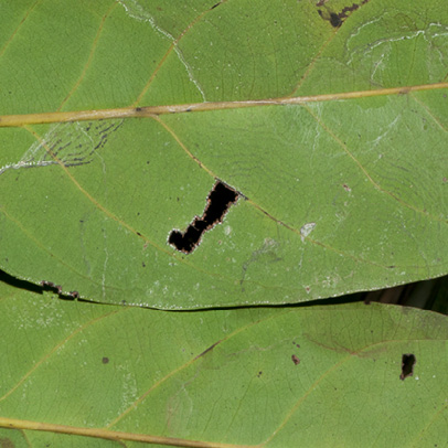 Diospyros gilletii Midrib and venation, leaf lower surface.