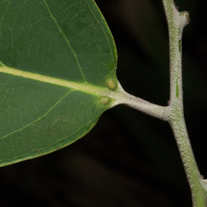 Diospyros gilletii Leaf base with glands, upper surface.