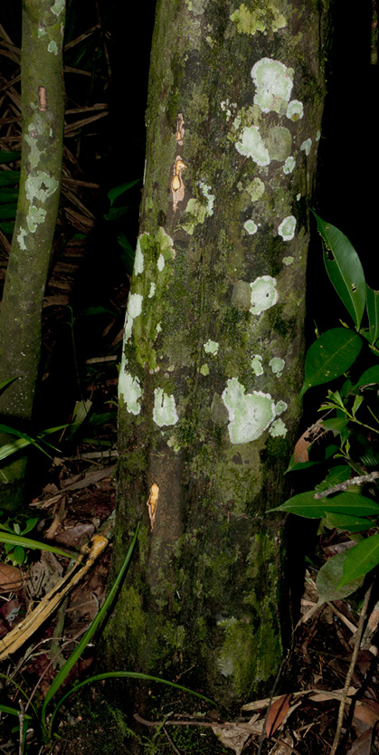 Diospyros gilletii Base of trunk.