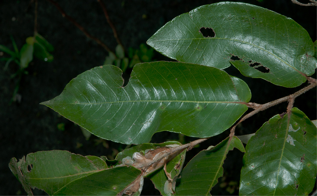 Parinari congensis Leaves, upper surface.