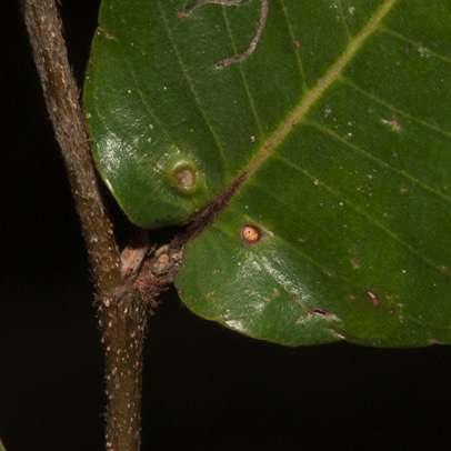 Parinari congensis Leaf base and glands, upper surface.