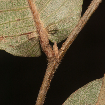 Parinari congensis Leaf base and glands, lower surface.