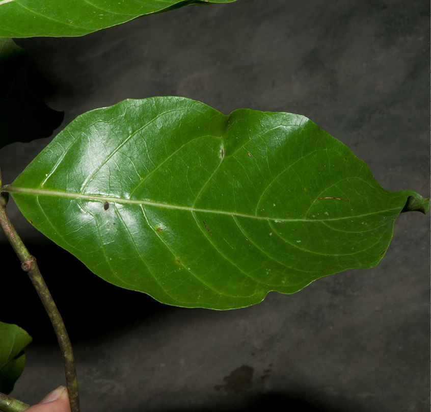 Morinda lucida Leaf, upper surface.