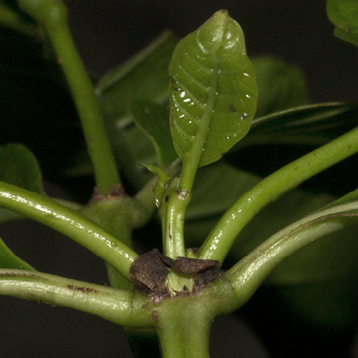 Morinda lucida Young leaf and stipule.