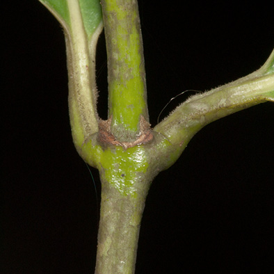 Morinda lucida Petiole bases and remains of stipule.