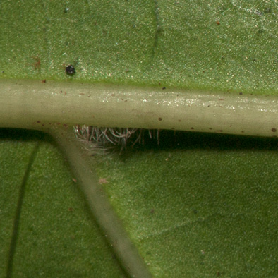 Morinda lucida Domatia in axil of vein and midrib, leaf lower surface.
