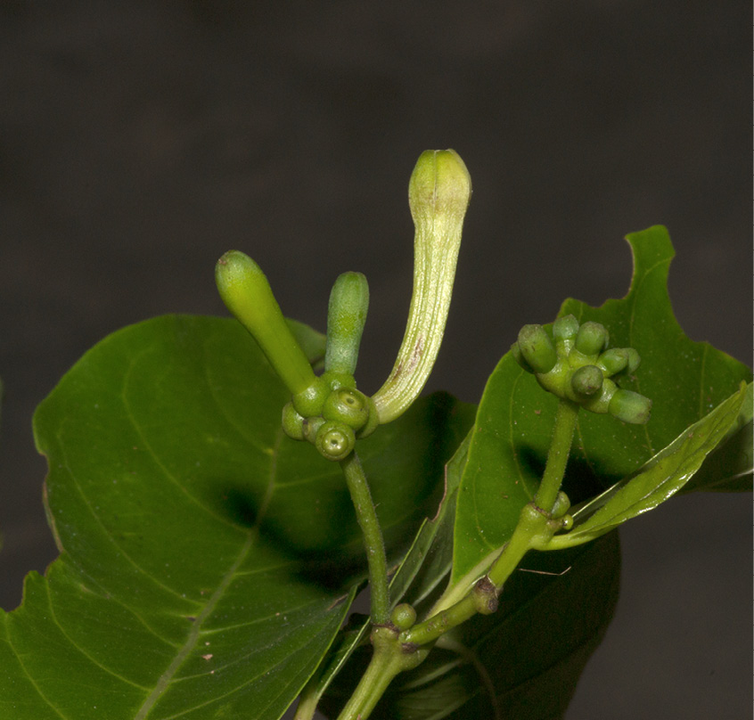 Morinda lucida Flower buds and very young fruit.