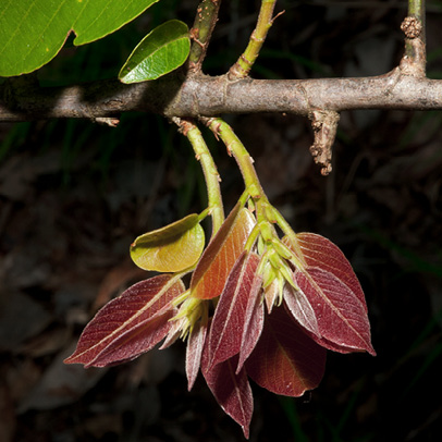 Bridelia micrantha Flushing young leaves.