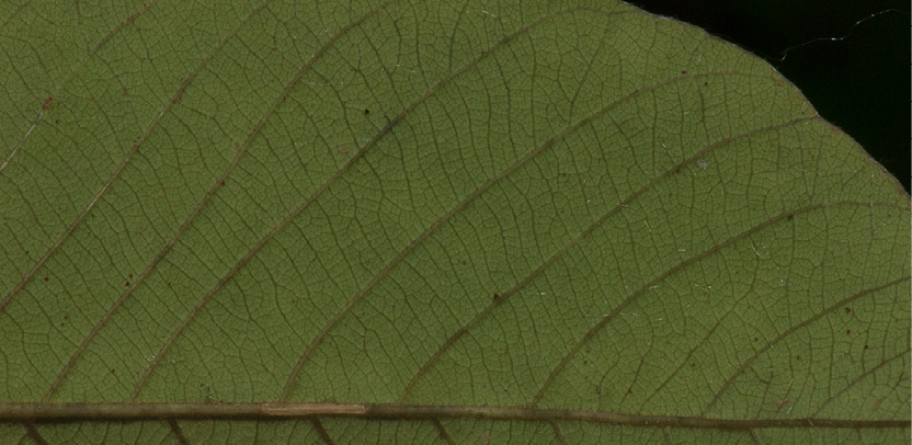 Bridelia micrantha Midrib and venation, lower surface.