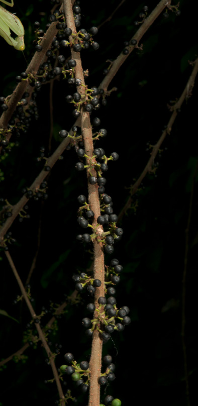 Trema orientalis Ripe fruit on leafless stem.