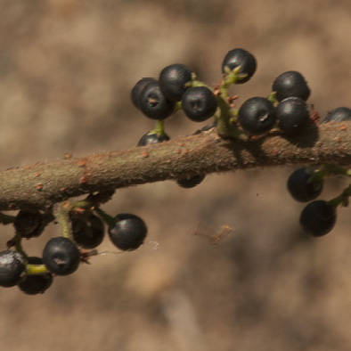 Trema orientalis Ripe fruit. Trema orientalis Ripe fruit.