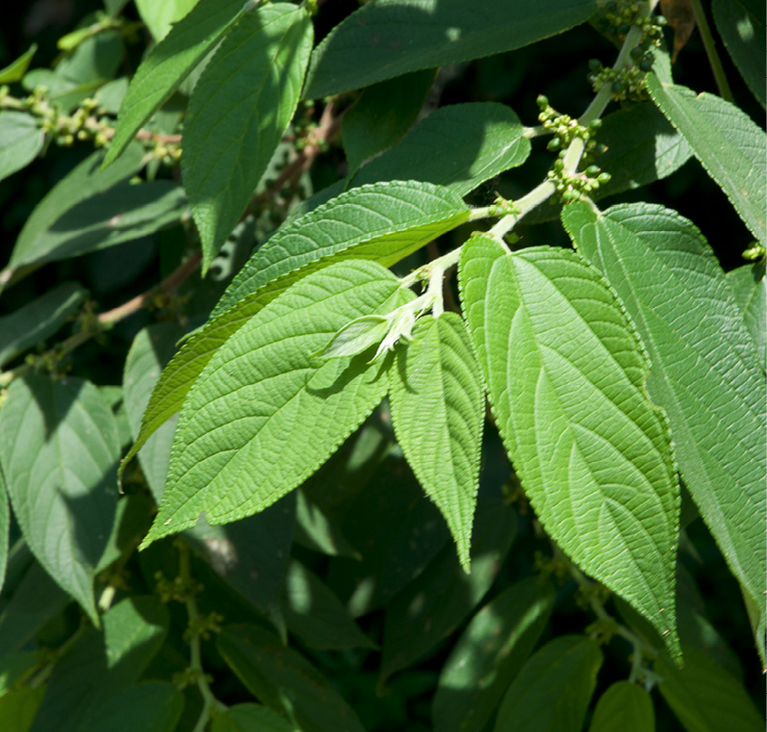 Trema orientalis Leafy branch. Trema orientalis Leafy branch.