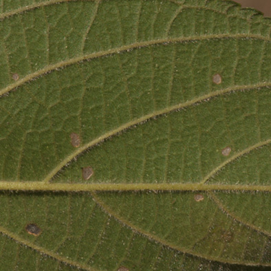 Trema orientalis Midrib and venation, lower surface. Trema orientalis Midrib and venation, lower surface.