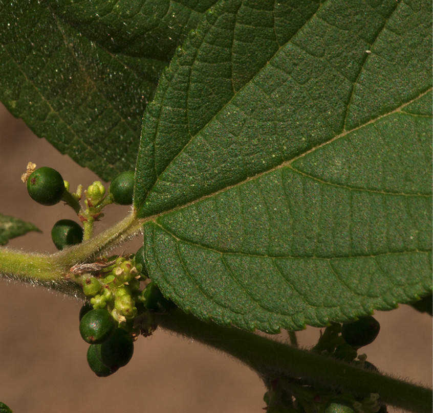 Trema orientalis Leaf base, immature fruit and flowers.