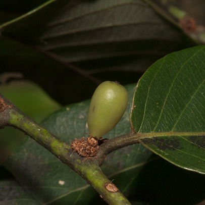 Bridelia micrantha Immature fruit.