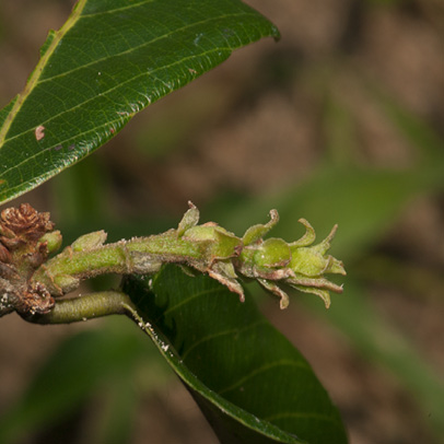 Bridelia micrantha Terminal shoot with stipules.