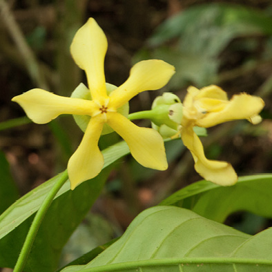 Voacanga africana Flowers.