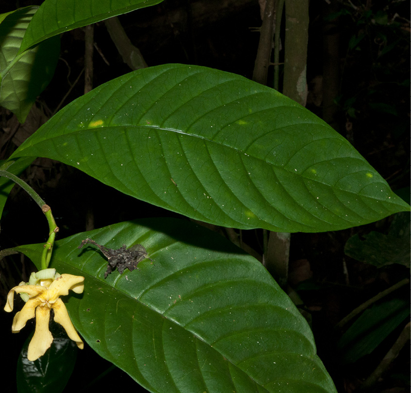 Voacanga africana Leaves, upper surface and old flower.