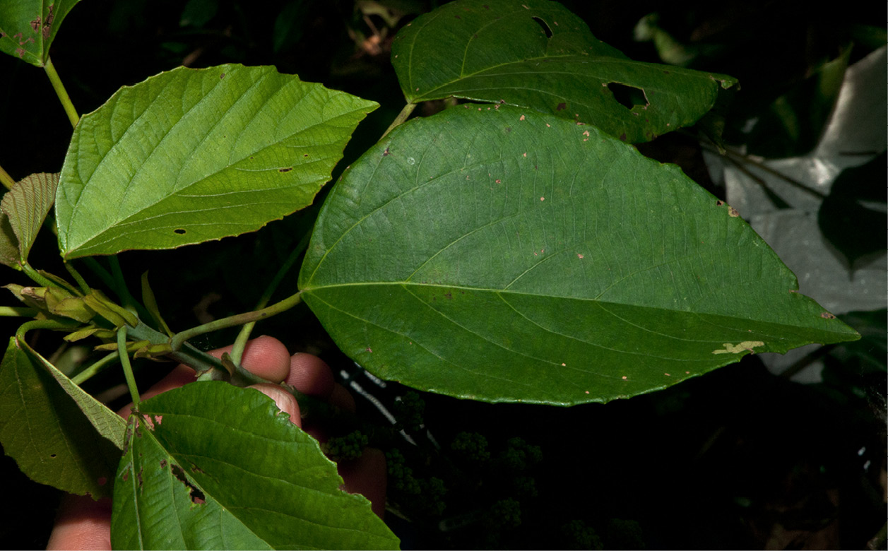 Macaranga monandra Mature leaves, upper and lower surfaces.