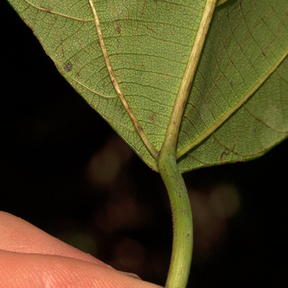 Macaranga monandra Venation at the base of mature leaf, lower surface.