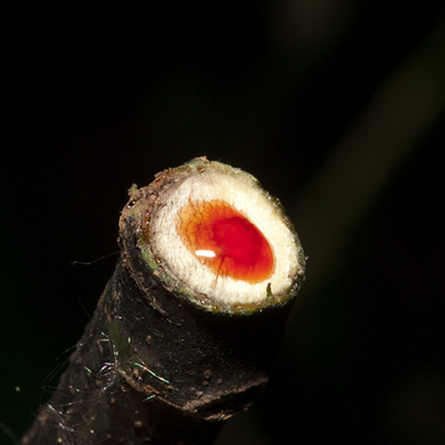 Macaranga monandra Red latex from cut end of twig.