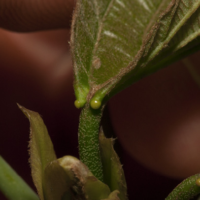 Macaranga monandra Glands at the base of young leaf.