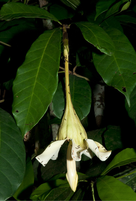 Rothmannia whitfieldii Flower.