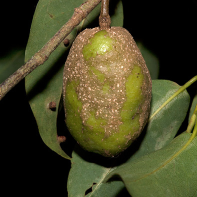 Irvingia smithii Immature fruit.